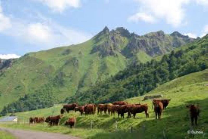 Lilas, Gite Saint Antoine, Orcival, Entre Sancy Et Volcans. Extérieur photo